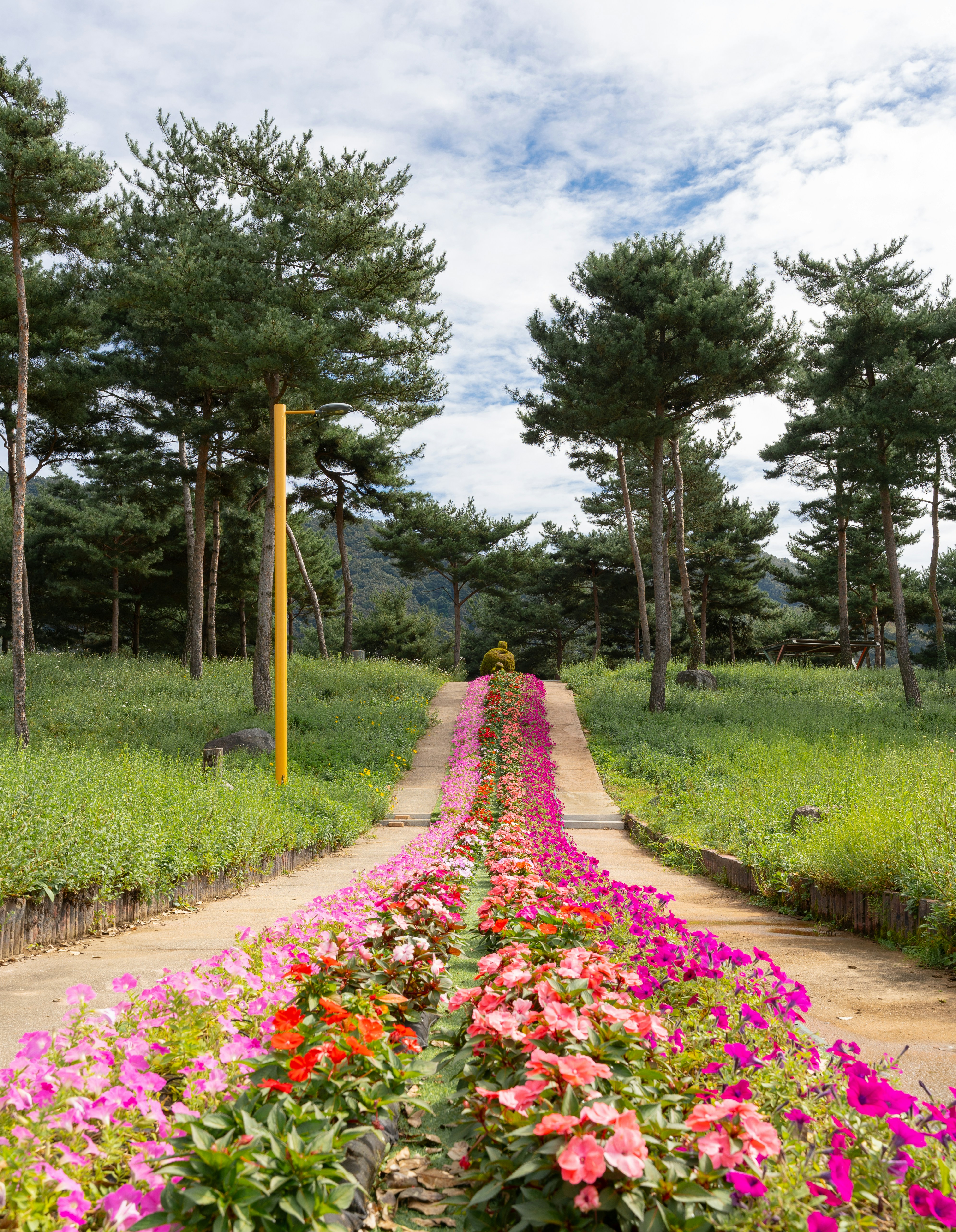 A long row of flowers on the side of a dirt road photo – Free Nature ...