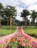 A scenic pathway lined with flowering plants and trees.