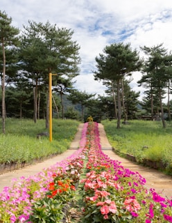 Wide shot of walking trails lined with tall trees and blooming flowers