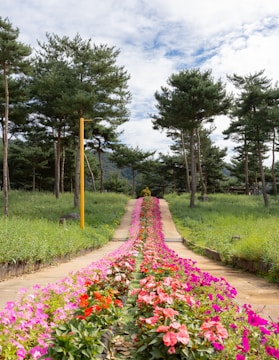 A scenic pathway lined with flowering plants and trees.