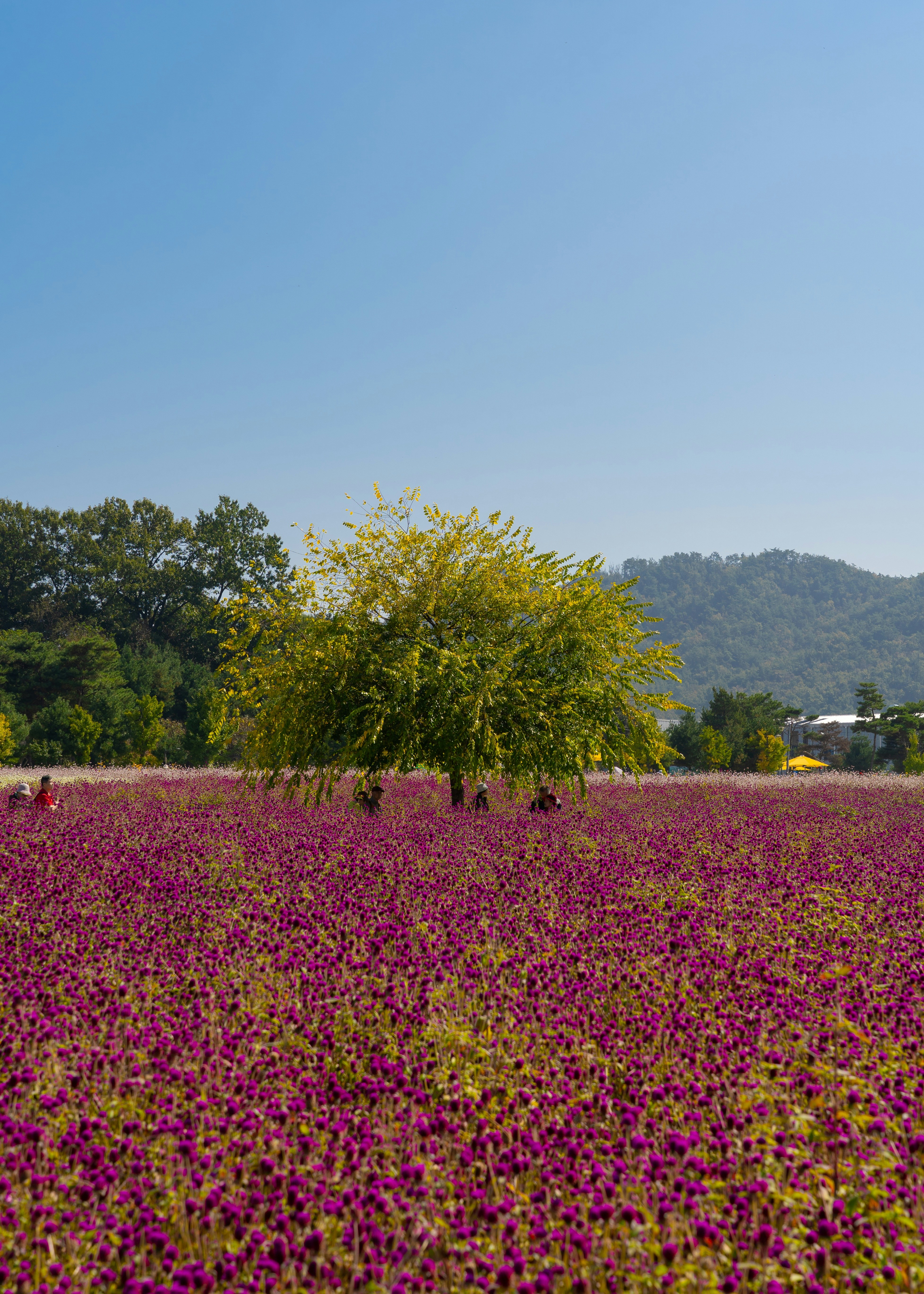 A field of flowers with a tree in the middle photo – Free Flower Image ...