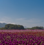 A panoramic view of Bulgaria’s Rose Valley with blooming fields under a clear sky.