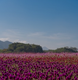 A panoramic view of Bulgaria’s Rose Valley with blooming fields under a clear sky.