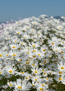 Rows of dahlia plants stretching across the small flower farm under a blue sky.