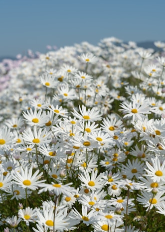 Rows of dahlia plants stretching across the small flower farm under a blue sky.