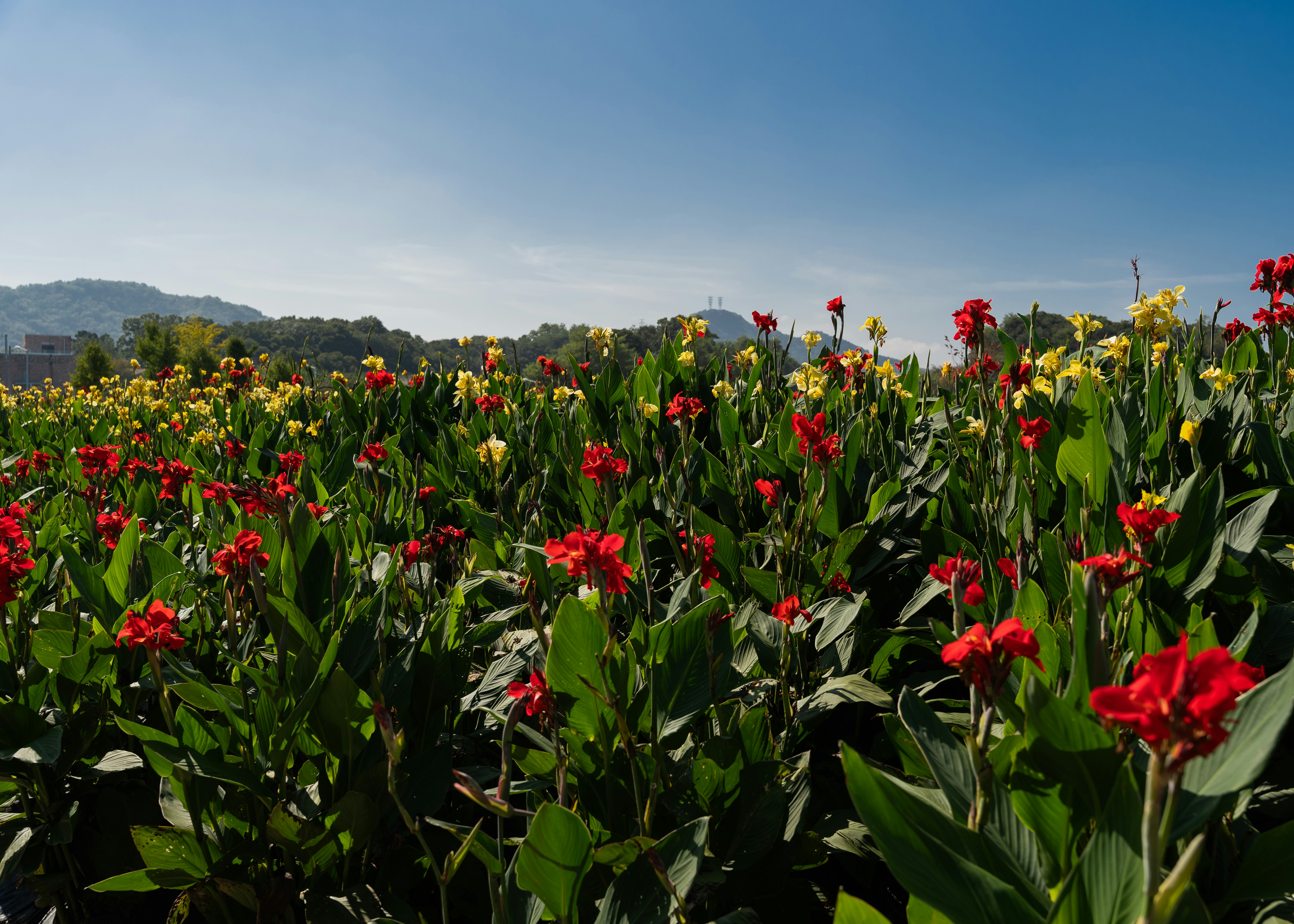 Image by kim sung jin via Unsplash