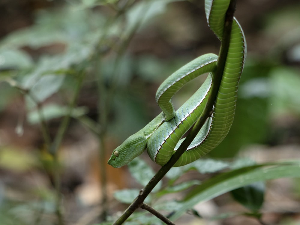 a green snake is curled up on a branch