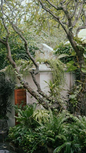 Shady garden corner with lush green plants creating a cool, peaceful atmosphere.