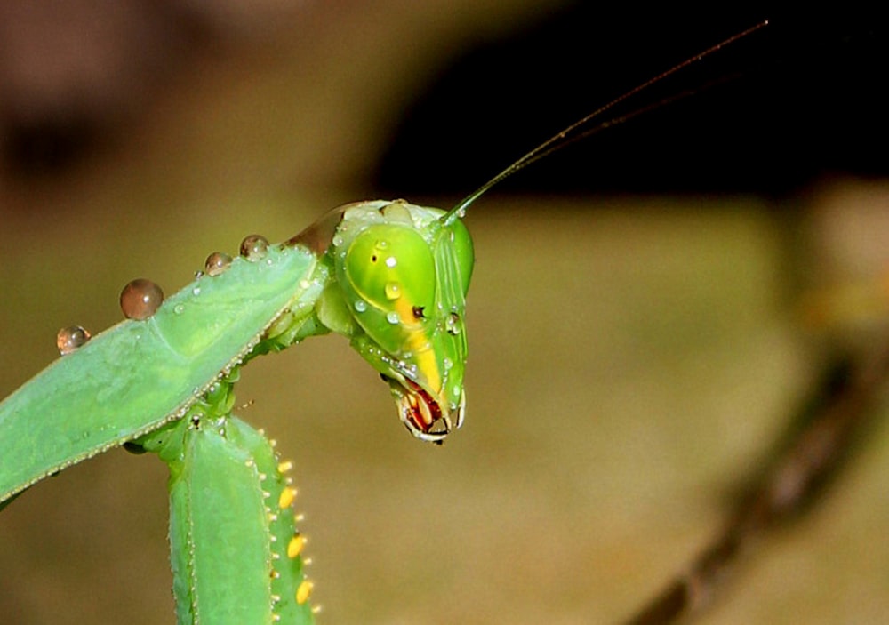 a close up of a green insect on a plant