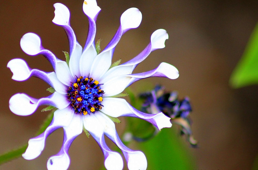 a close up of a flower with a blurry background