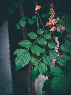 Fresh green leaves are seen prominently in the foreground with a few dried brown leaves interspersed among them. The leaves are part of a plant with visible stems, set against a dark, shaded background with hints of a white bricked wall.