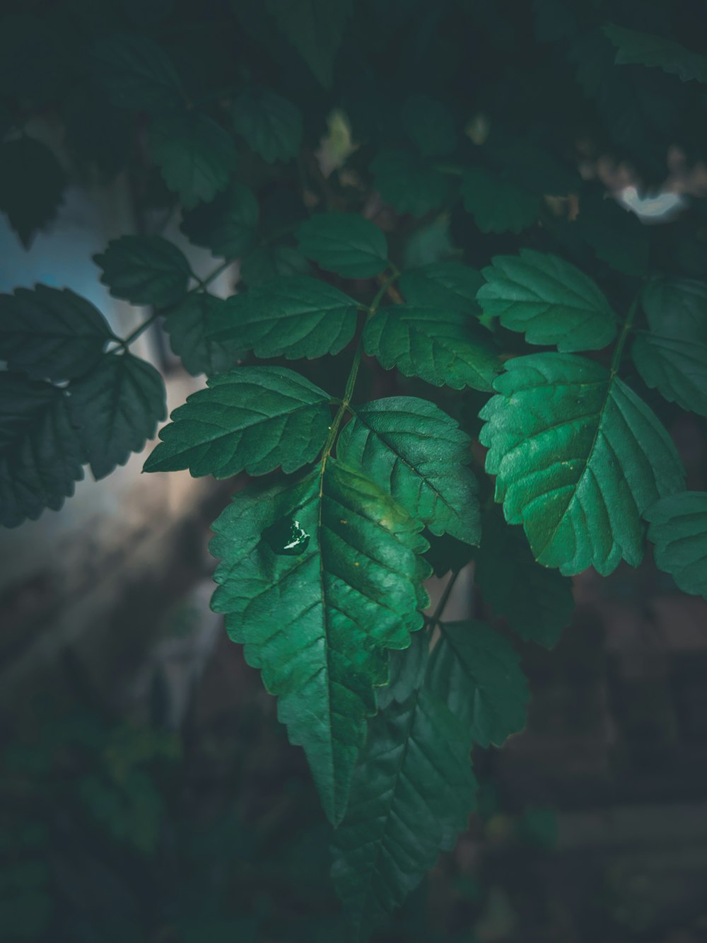 a close up of a green leafy plant