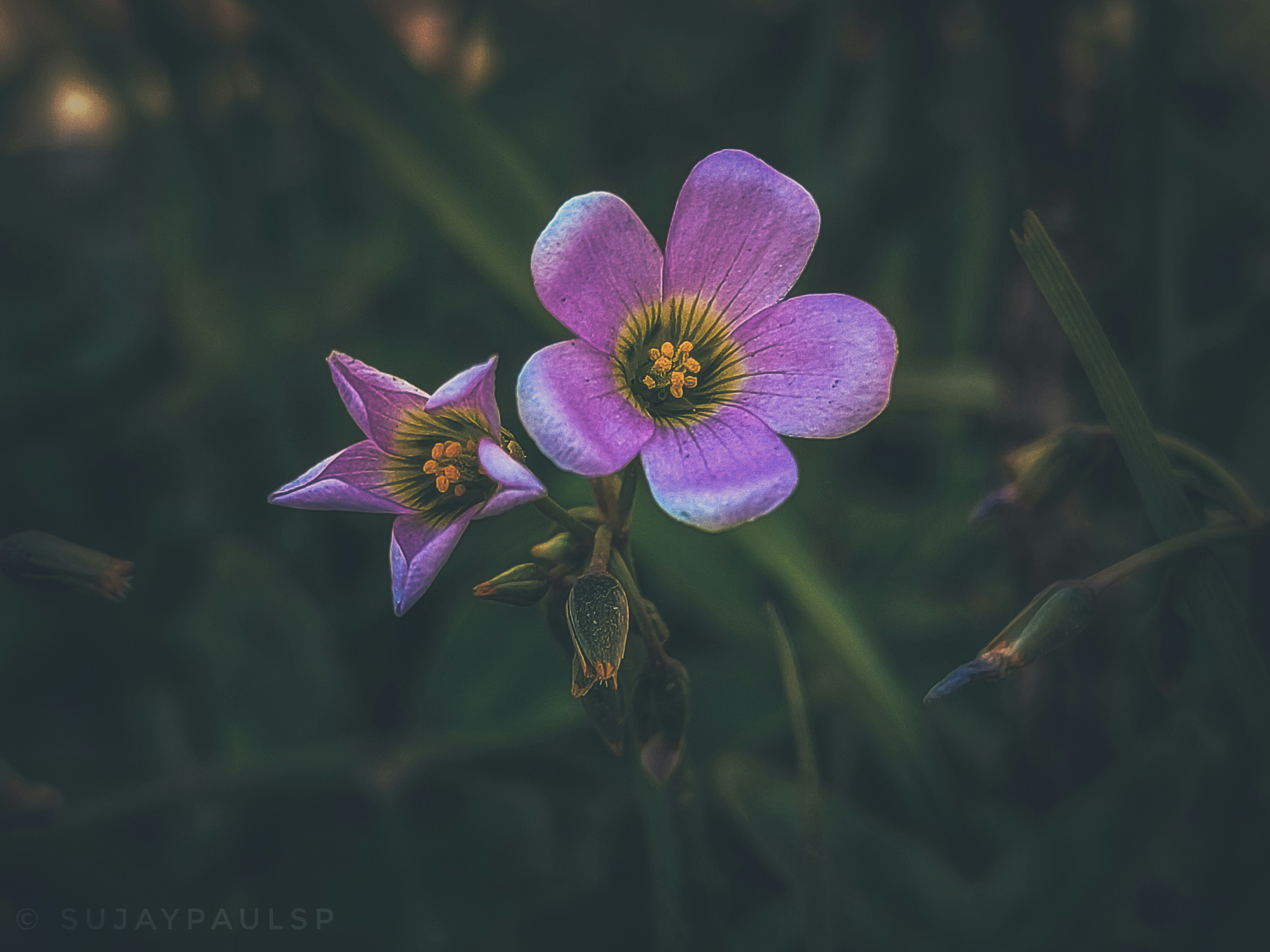 a couple of purple flowers sitting on top of a lush green field