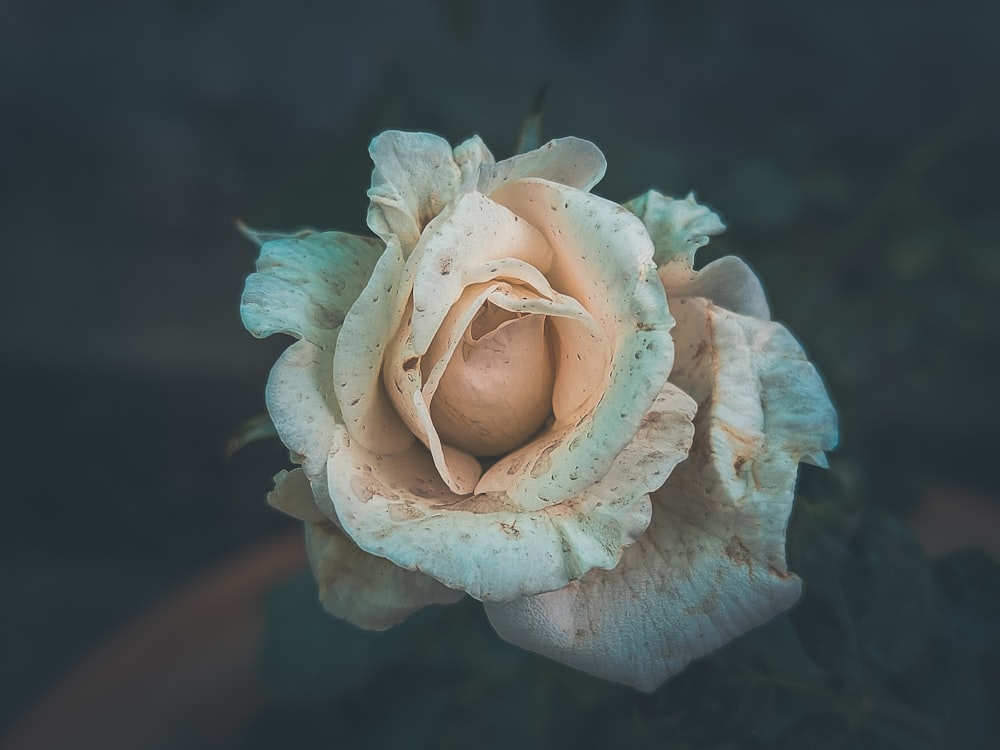 a close up of a flower with water droplets on it