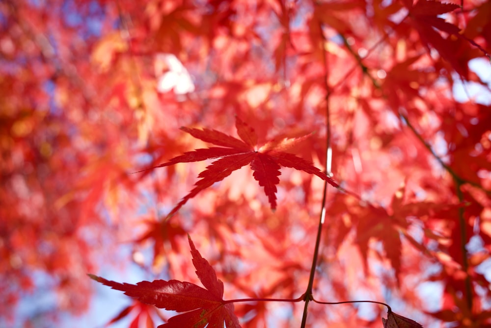 un árbol con hojas rojas y un cielo azul al fondo