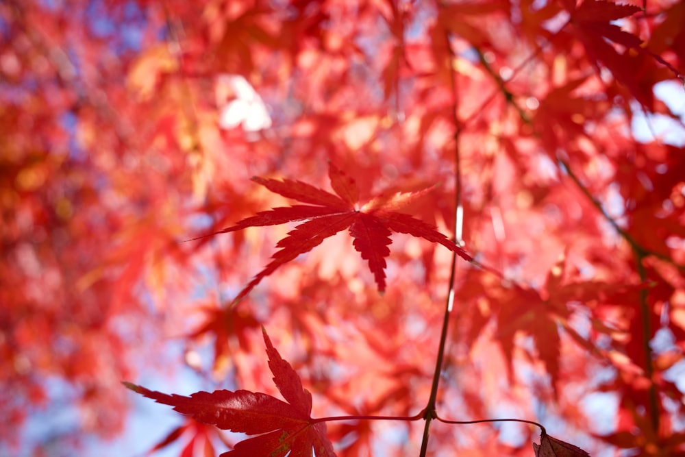 a tree with red leaves and a blue sky in the background