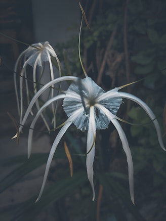 a close up of a flower with a blurry background