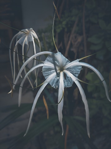 a close up of a flower with a blurry background