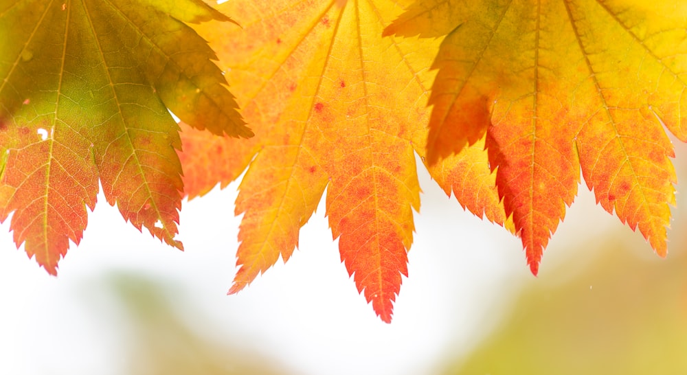 a close up of a leaf of a tree