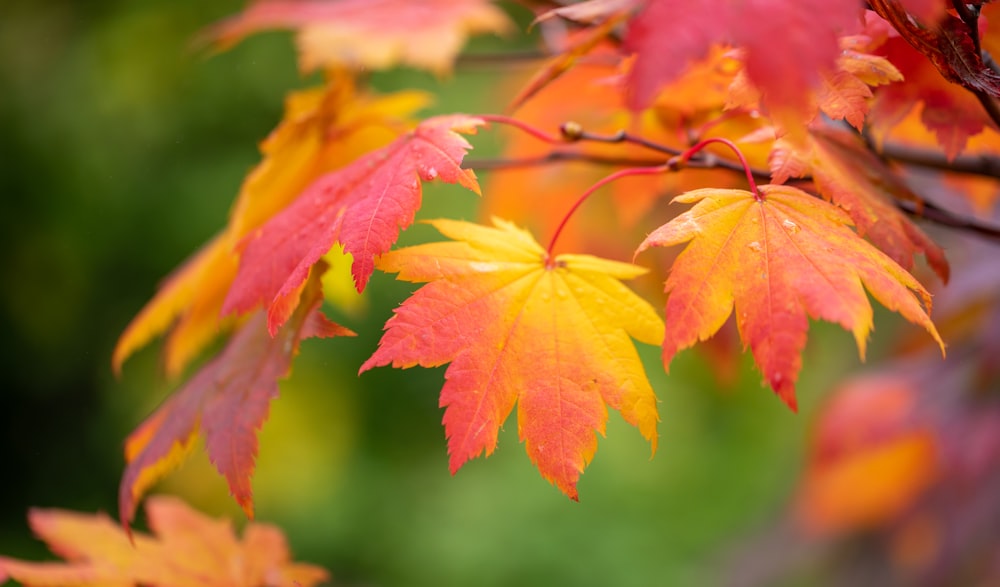 a close up of a tree with red and yellow leaves