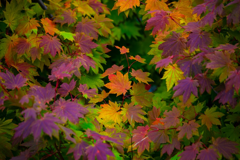 a bunch of leaves that are on a tree