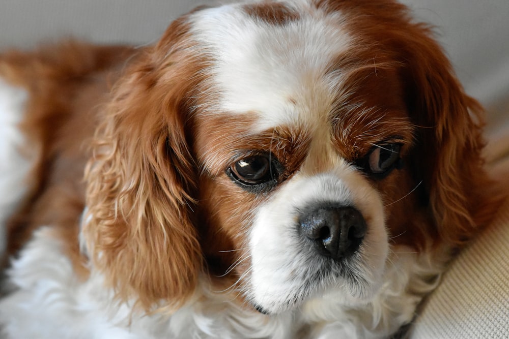 a brown and white dog sitting on top of a couch