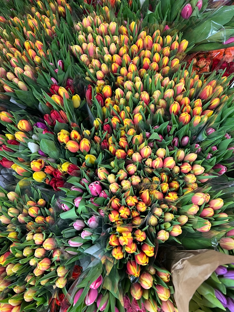 Seasonal Tulips