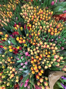 Seasonal Tulips