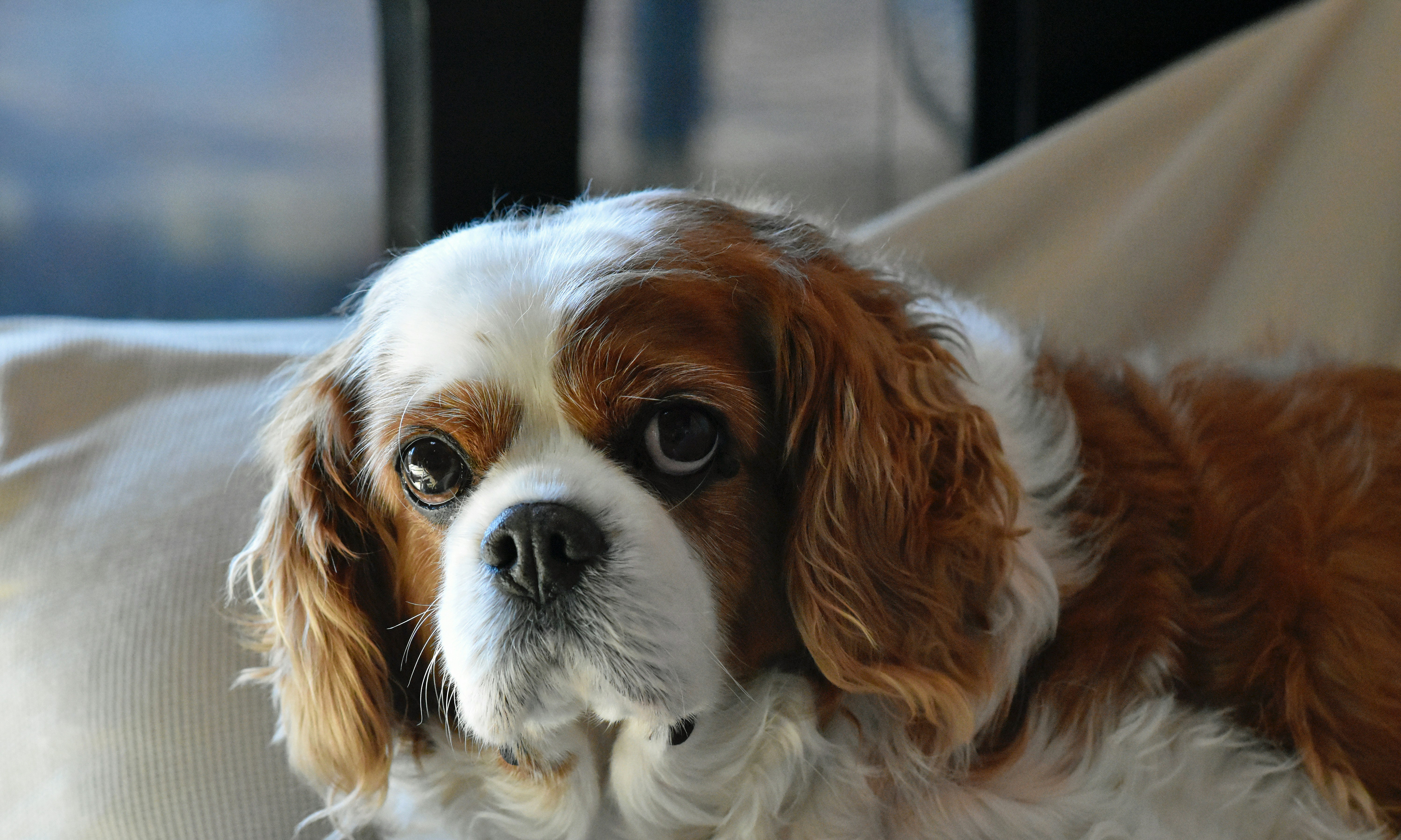 Cavalier King Charles Spaniels (image credits: unsplash)