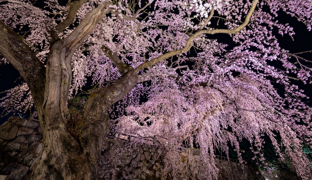 a large tree with lots of pink flowers