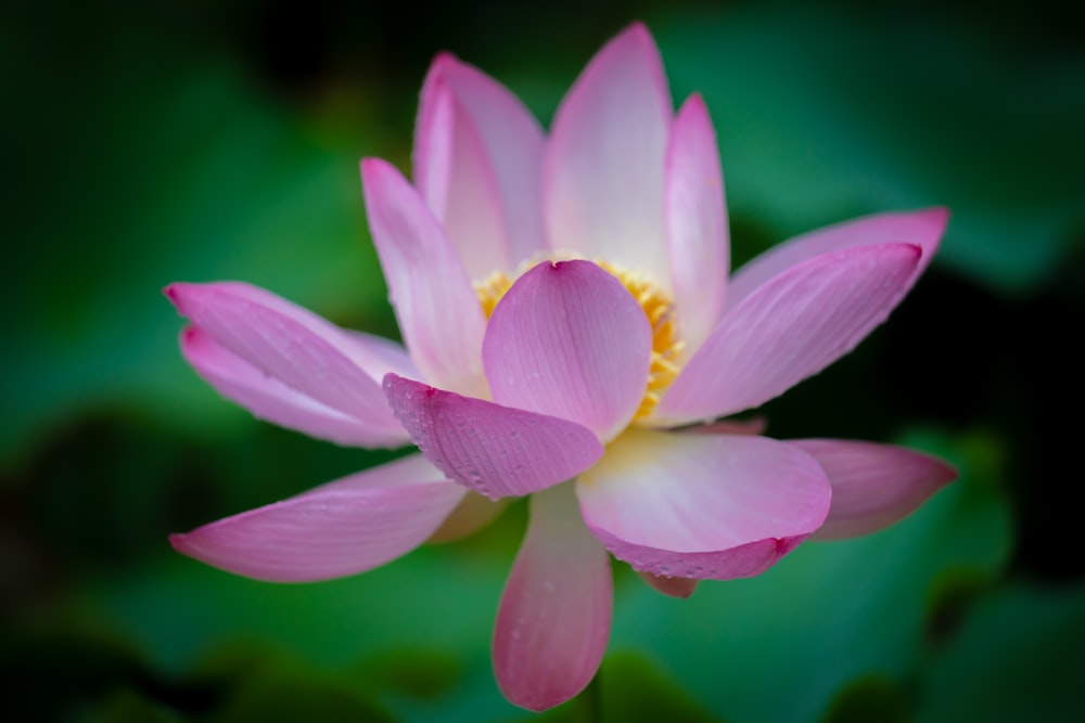 a close up of a pink lotus flower