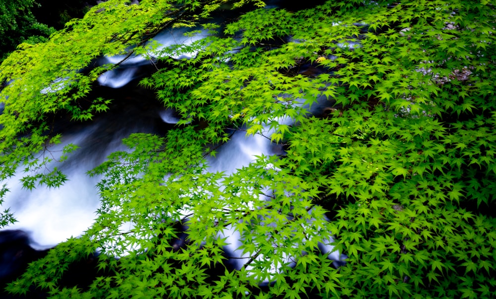 a stream running through a lush green forest