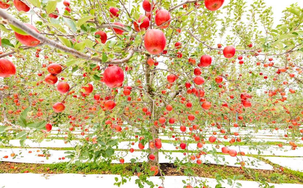 un árbol con muchas manzanas rojas creciendo en él
