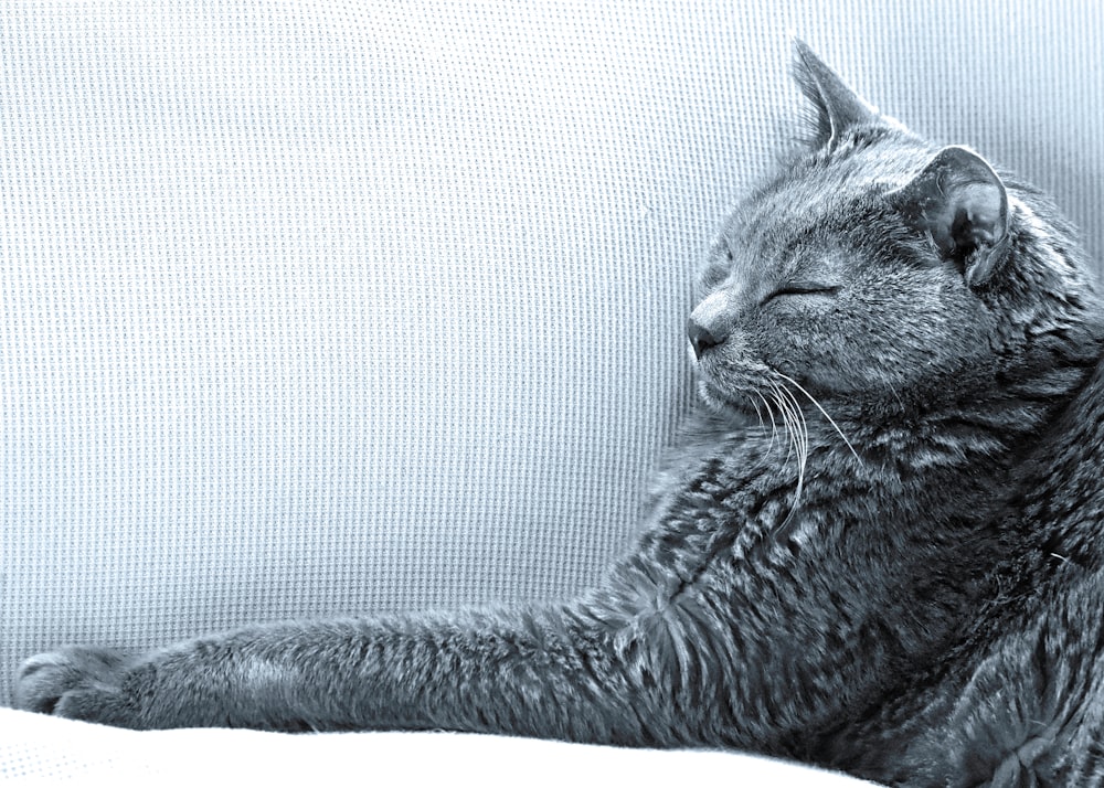 eine Katze, die mit geschlossenen Augen auf einer Couch liegt