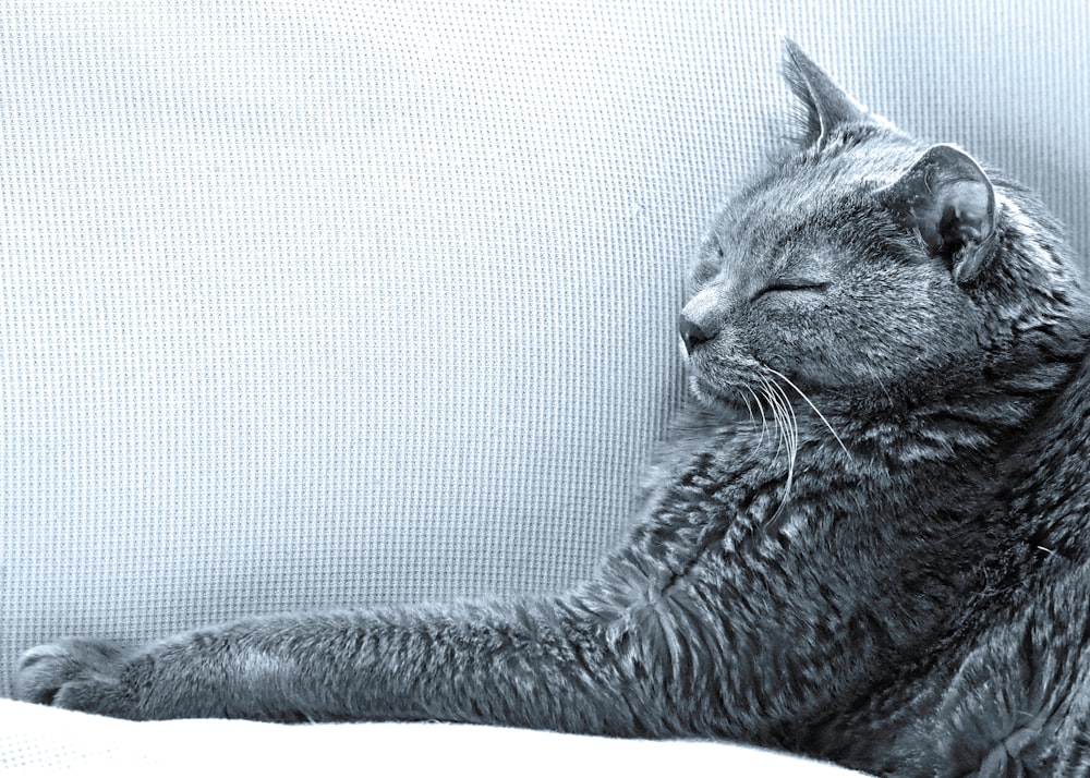 a cat laying on a couch with its eyes closed