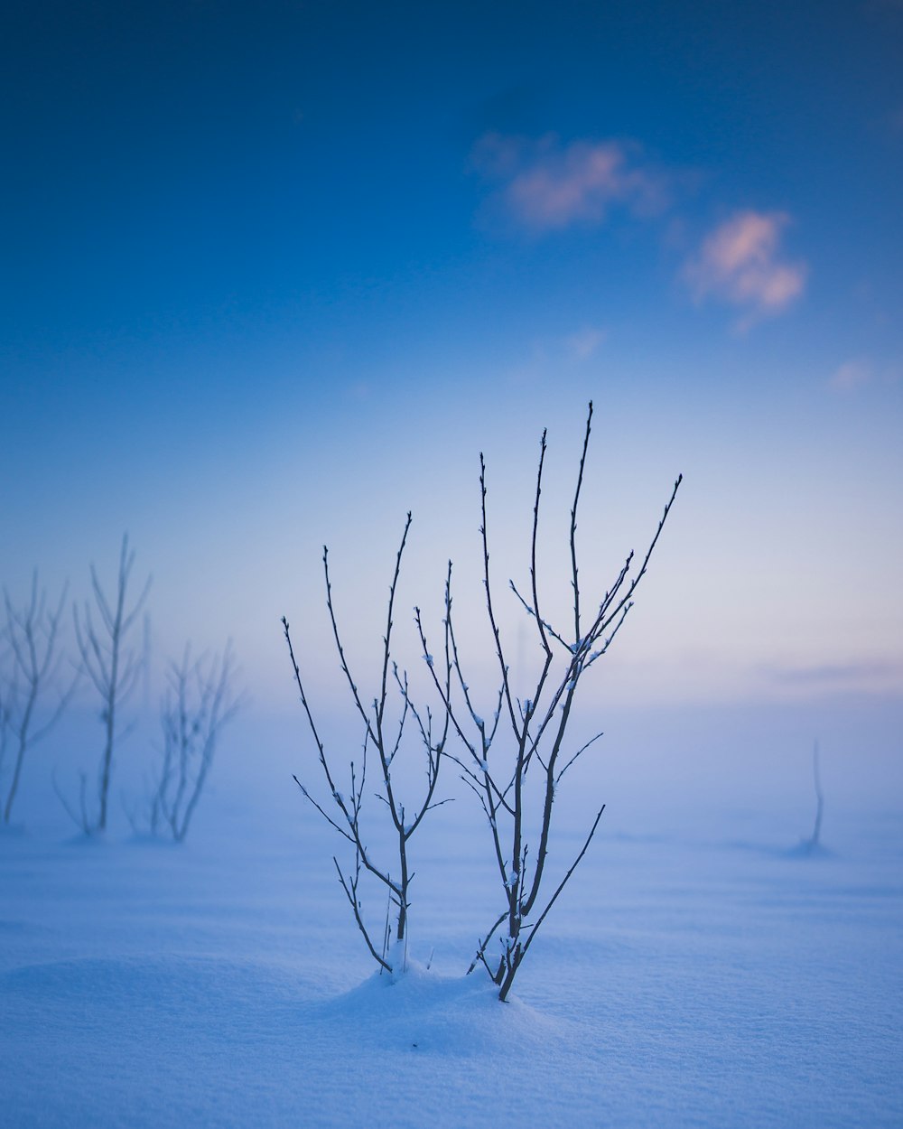 a lone tree in the middle of a snowy field