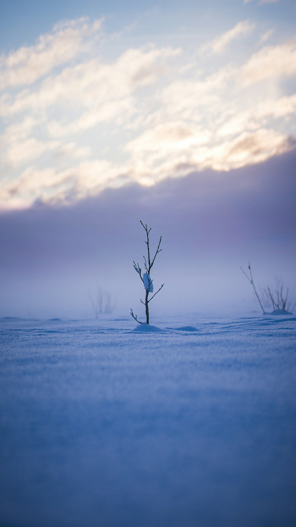 a lone tree in the middle of a snowy field