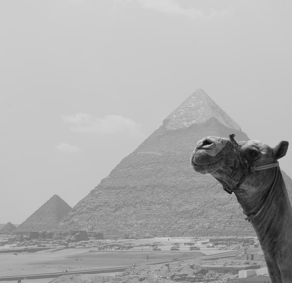 a camel standing in front of the pyramids of giza