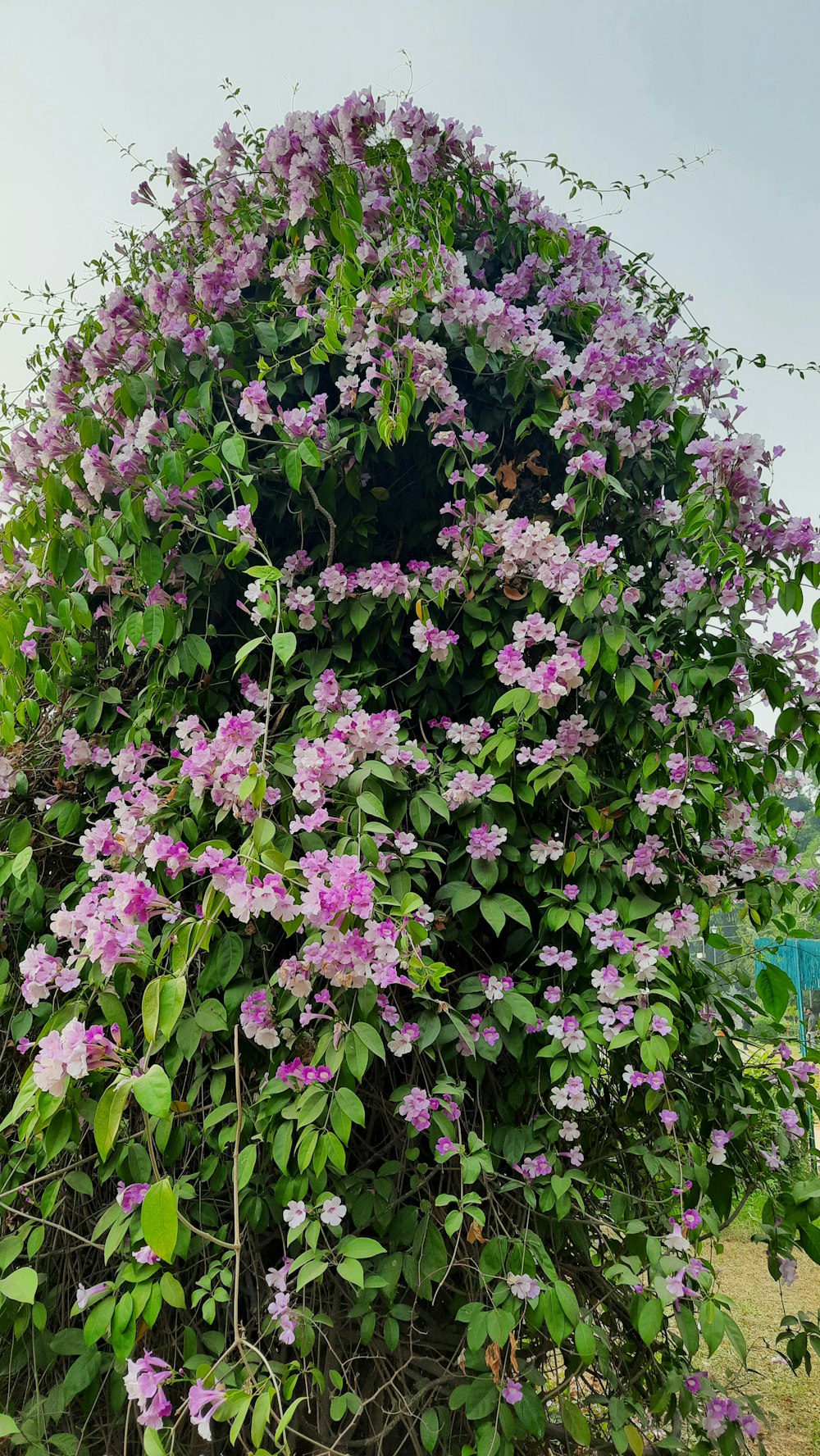 a bush with purple flowers growing on it