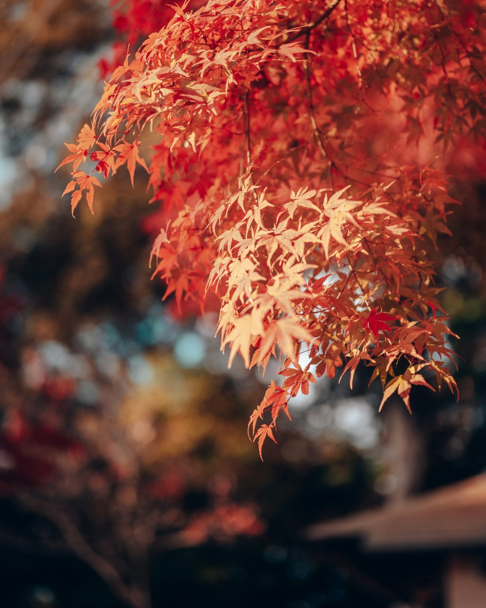 a close up of a tree with red leaves