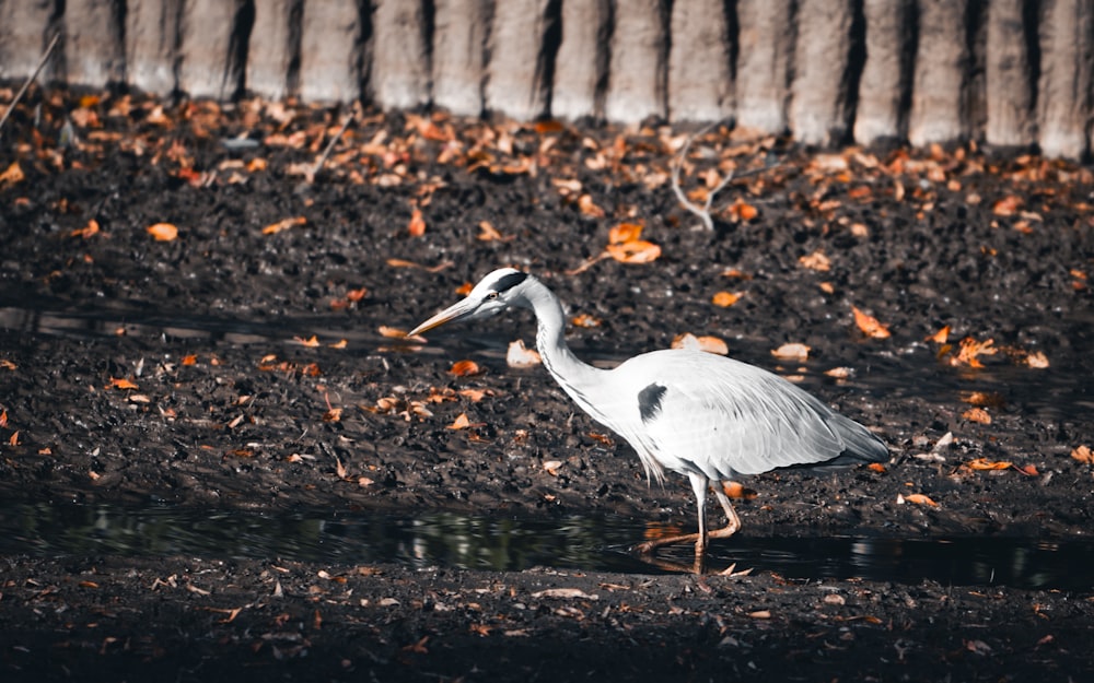 a white bird with a long neck standing in the water