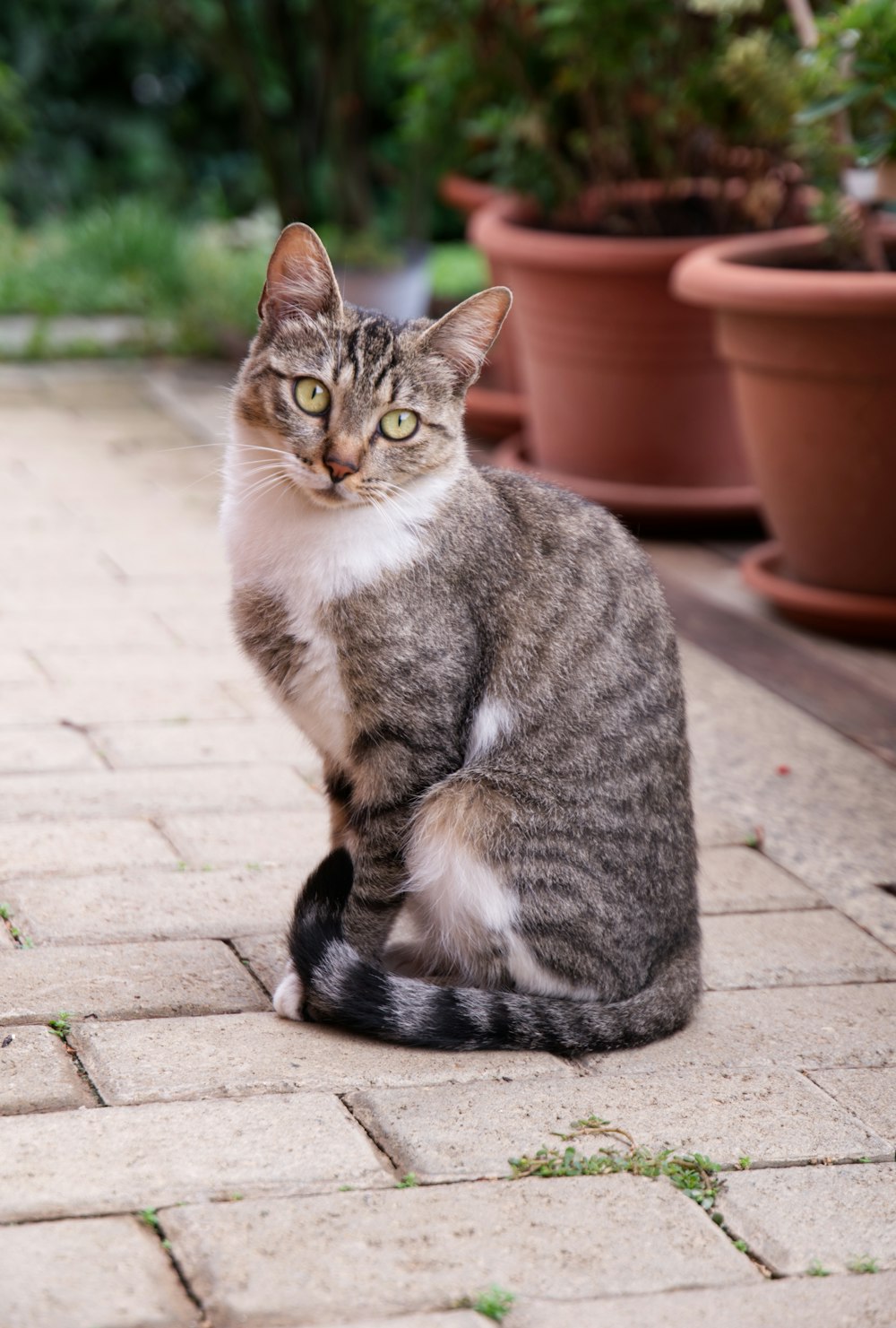 a cat sitting on a brick walkway next to potted plants