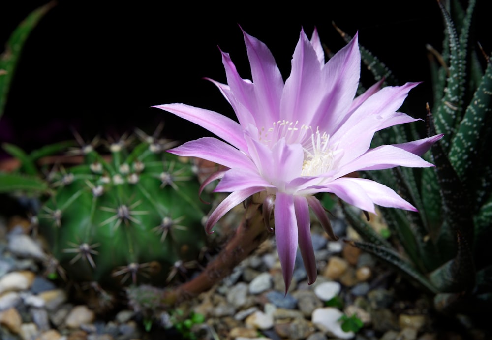 a pink flower sitting on top of a lush green plant