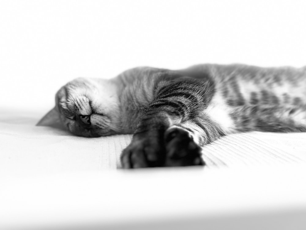 a black and white photo of a cat sleeping