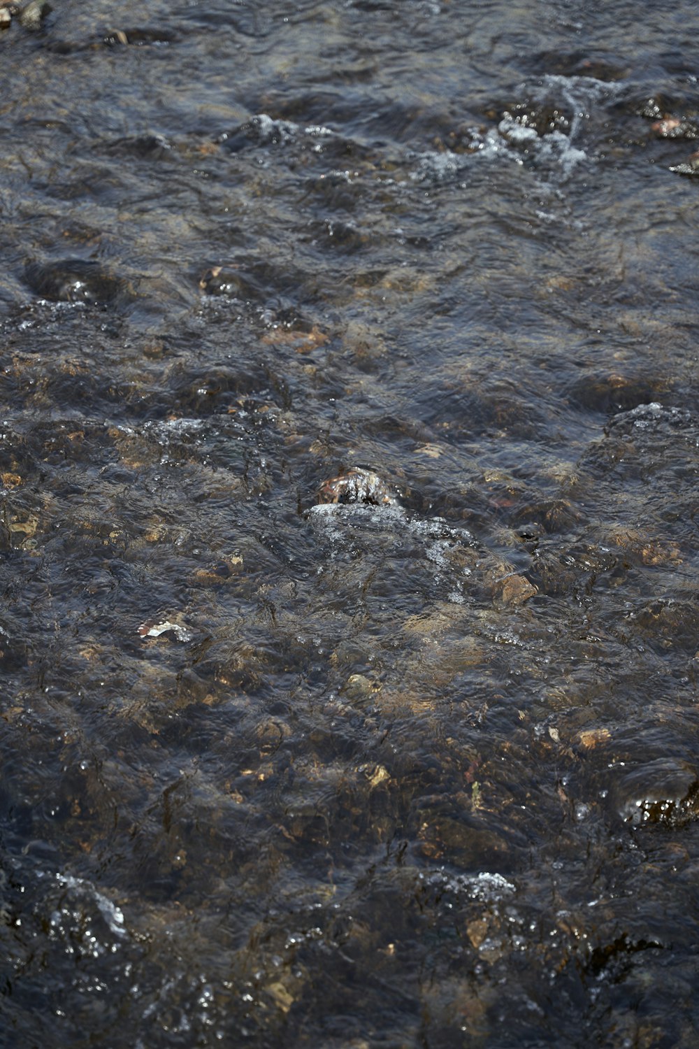 a bird standing in the middle of a river