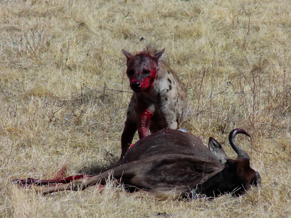 a hyena is standing on top of a dead animal