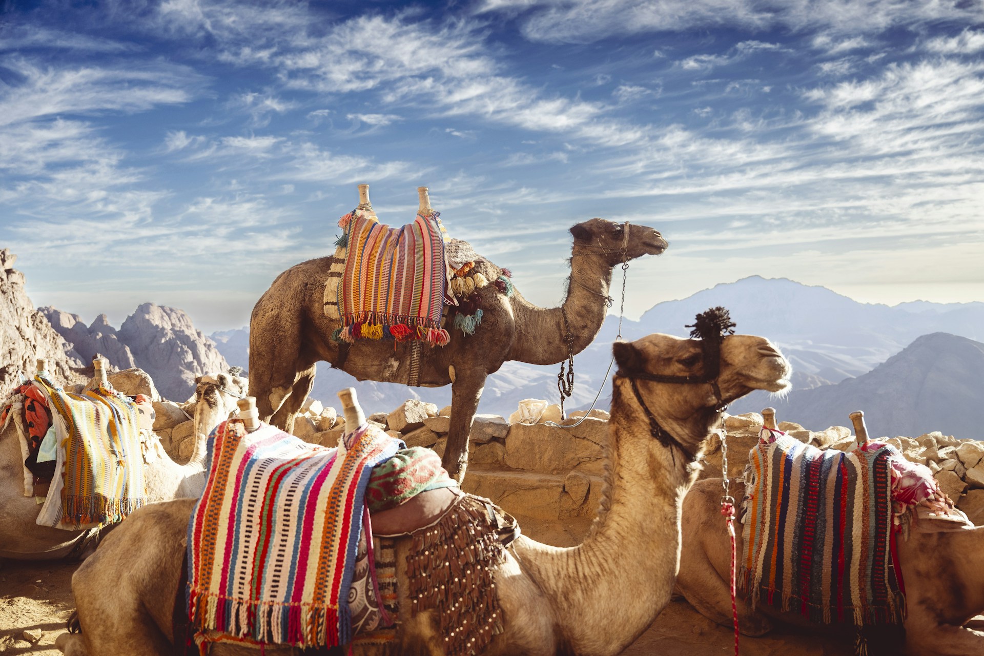 a group of camels sitting on top of a mountain