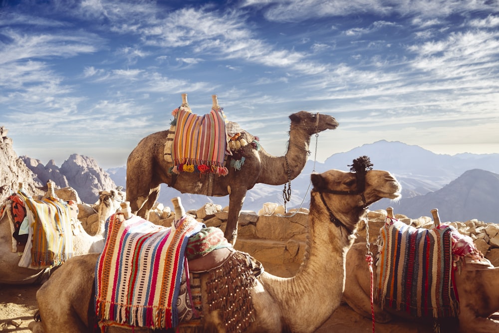 un gruppo di cammelli seduti in cima a una montagna