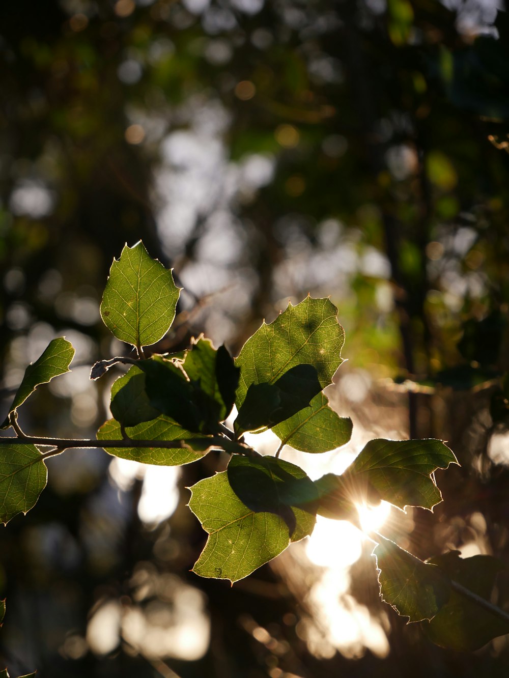 the sun shines through the leaves of a tree