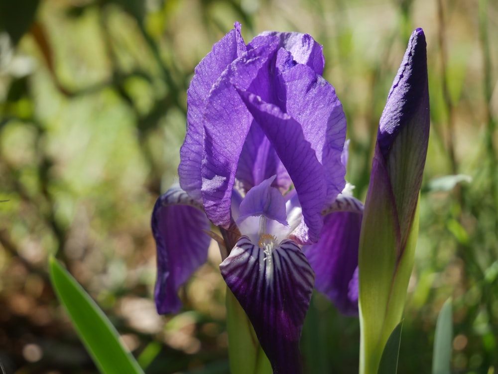 a close up of a purple flower in a field